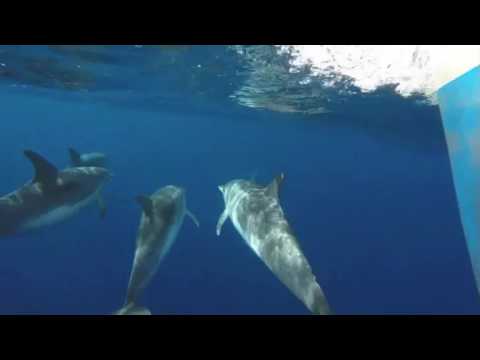 Vídeo Golfinhos - Travessia WCJ projeto apoiado pela Franquia Echosis